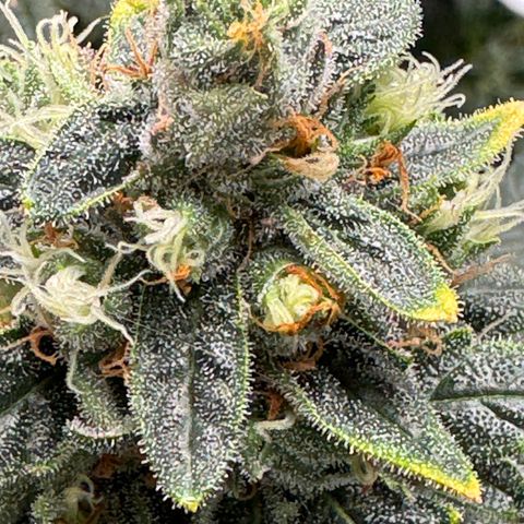 Critical Orange Punch coco growlog photo: Top buds are getting bigger and heavier, so I have to support a couple of them😅
