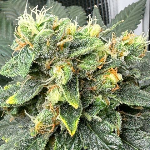 Critical Orange Punch coco growlog photo: Top buds are getting bigger and heavier, so I have to support a couple of them😅