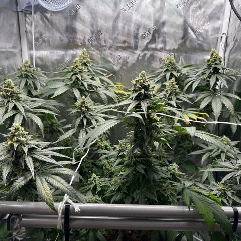 Critical Orange Punch coco growlog photo: Top buds are getting bigger and heavier, so I have to support a couple of them😅