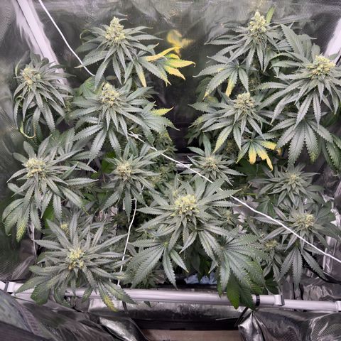 Critical Orange Punch coco growlog timeline photo