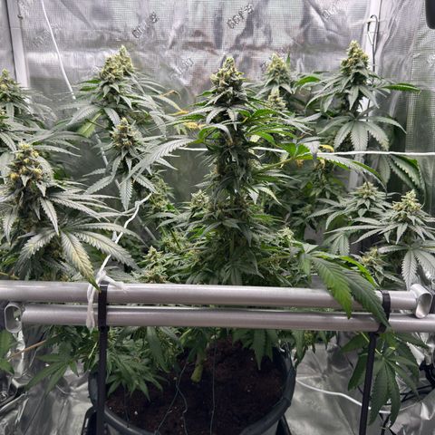 Critical Orange Punch coco growlog timeline photo