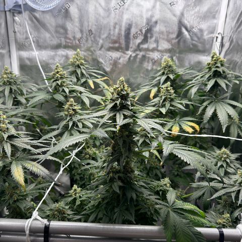 Critical Orange Punch coco growlog timeline photo