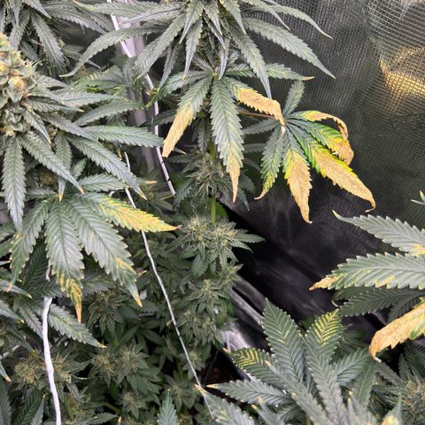 Critical Orange Punch coco growlog timeline photo