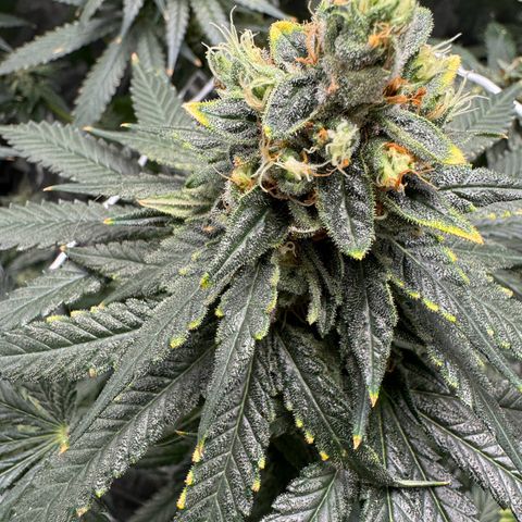 Critical Orange Punch coco growlog timeline photo