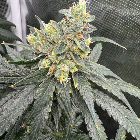 Critical Orange Punch coco growlog timeline photo