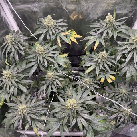 Critical Orange Punch coco growlog timeline photo