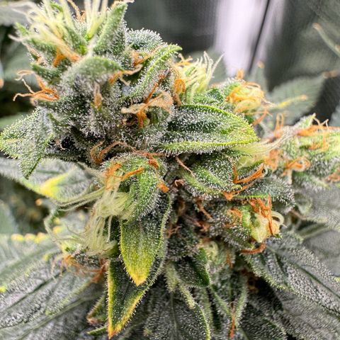 Critical Orange Punch coco growlog timeline photo