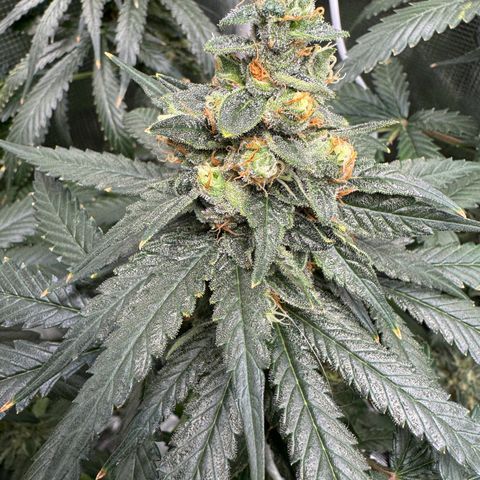 Critical Orange Punch coco growlog timeline photo