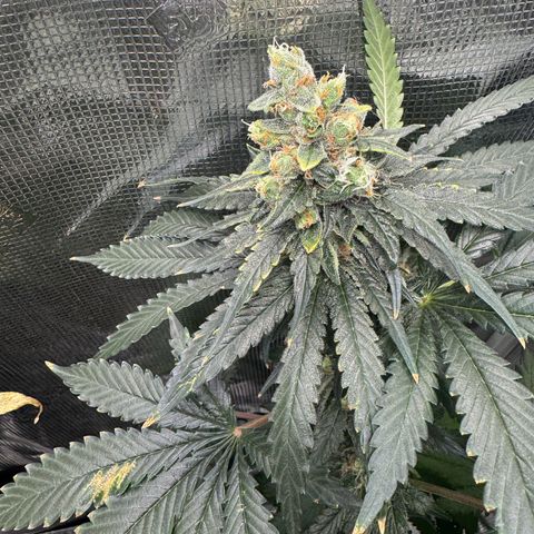 Critical Orange Punch coco growlog timeline photo