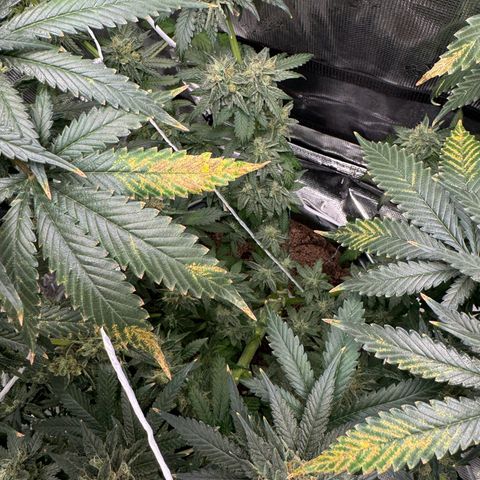 Critical Orange Punch coco growlog timeline photo