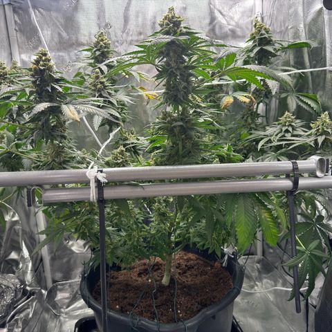 Critical Orange Punch coco growlog timeline photo