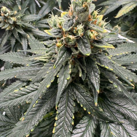 Critical Orange Punch coco growlog timeline photo