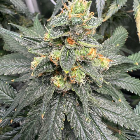 Critical Orange Punch coco growlog timeline photo
