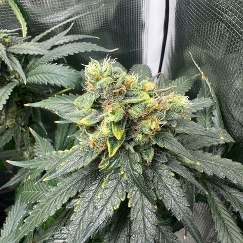 Critical Orange Punch coco growlog timeline photo