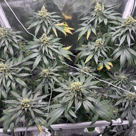 Critical Orange Punch coco growlog timeline photo