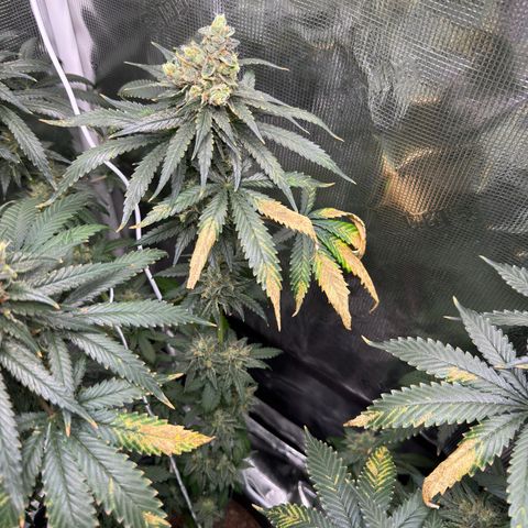 Critical Orange Punch coco growlog timeline photo