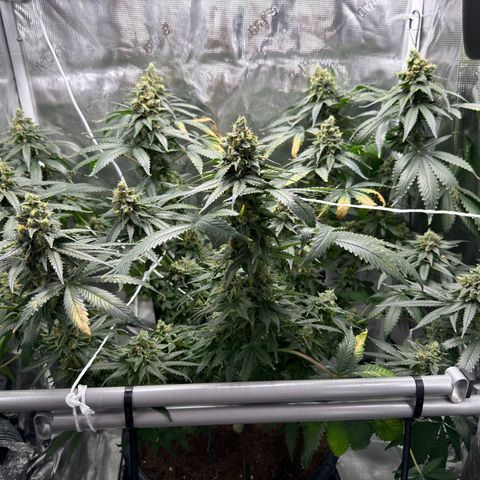 Critical Orange Punch coco growlog timeline photo