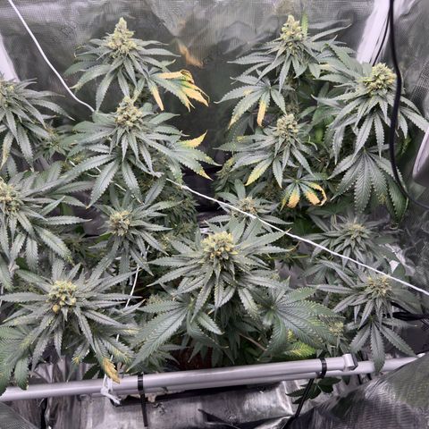Critical Orange Punch coco growlog timeline photo