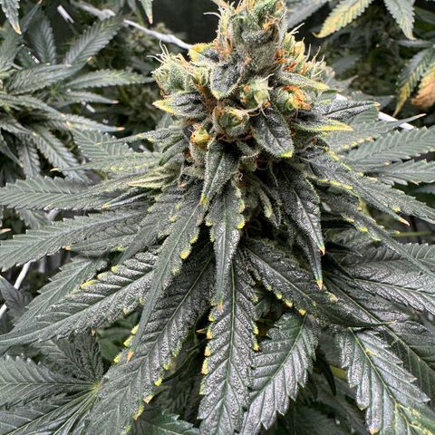 Critical Orange Punch coco growlog timeline photo
