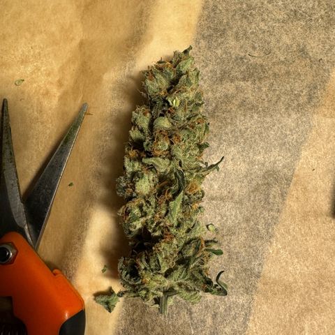 Critical Orange Punch coco growlog timeline photo
