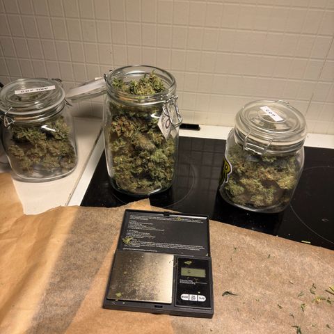 Critical Orange Punch coco growlog timeline photo