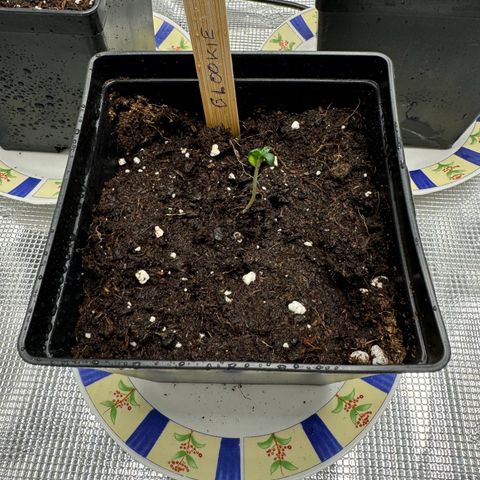 Glookie growlog timeline photo