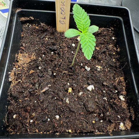 Glookie growlog timeline photo
