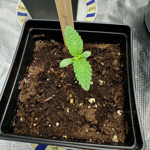 Glookie growlog timeline photo