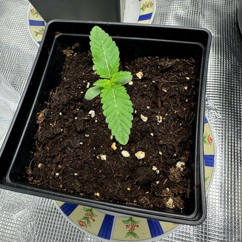 Glookie growlog timeline photo
