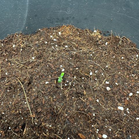 Cocho Auto growlog timeline photo