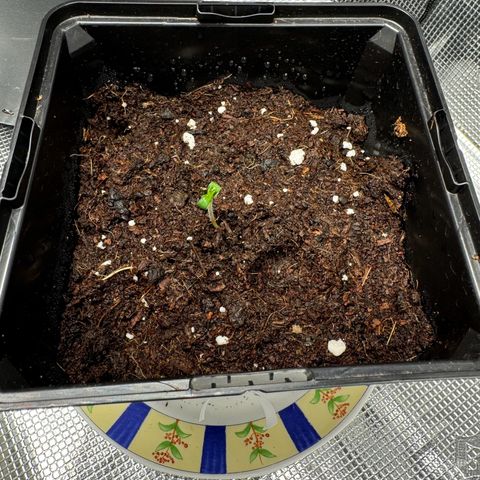 AK47 growlog timeline photo
