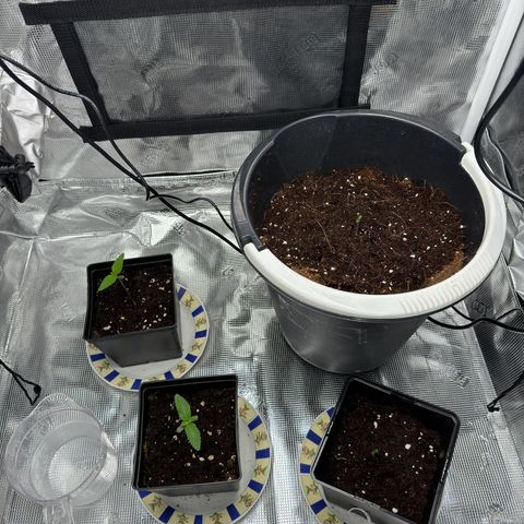 AK47 growlog timeline photo