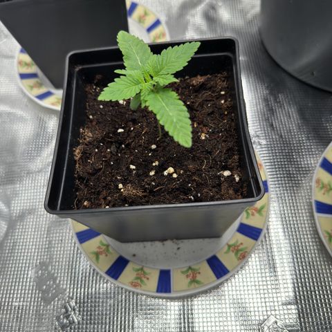 Glookie growlog timeline photo
