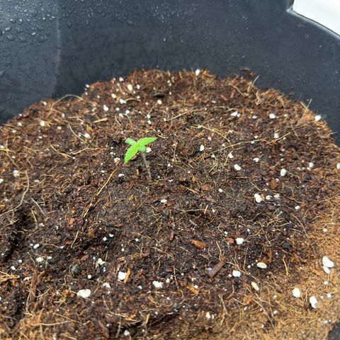 Cocho Auto growlog timeline photo