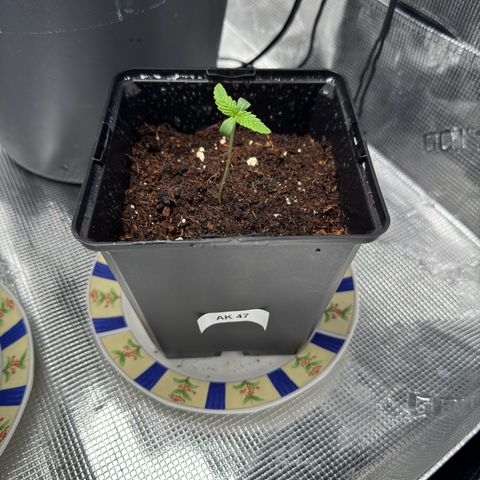 AK47 growlog timeline photo