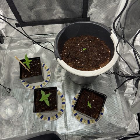 AK47 growlog timeline photo