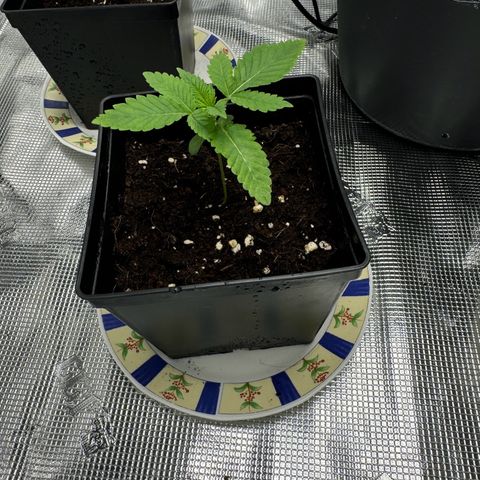 Glookie growlog timeline photo
