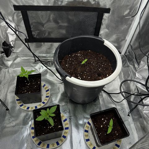 AK47 growlog timeline photo