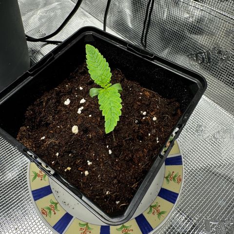 AK47 growlog timeline photo