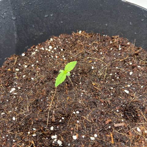 Cocho Auto growlog timeline photo
