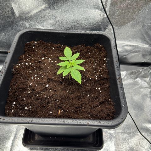 Glookie growlog timeline photo