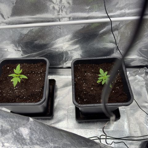 Glookie growlog timeline photo