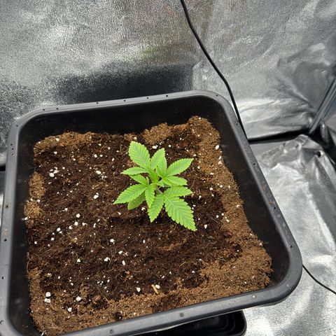 Glookie growlog timeline photo