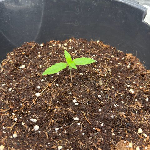Cocho Auto growlog timeline photo