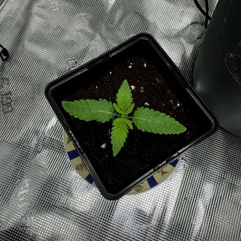 AK47 growlog timeline photo