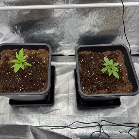 Glookie growlog timeline photo