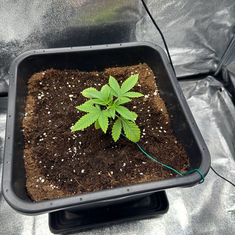 Glookie growlog timeline photo