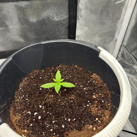 Cocho Auto growlog timeline photo