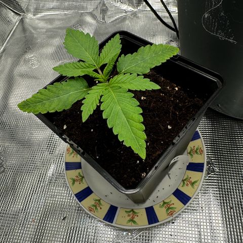 AK47 growlog timeline photo