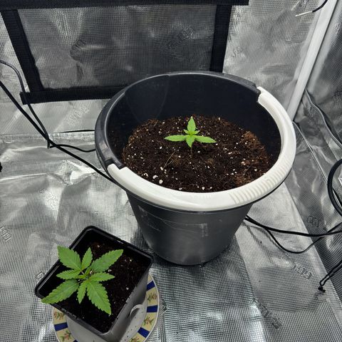 AK47 growlog timeline photo